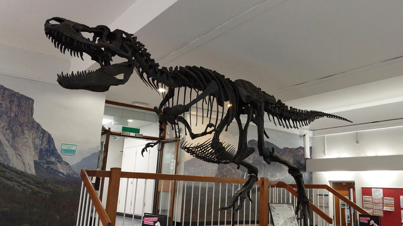 Skeleton of a Gorgosaurus, a smaller relative of the T-Rex
