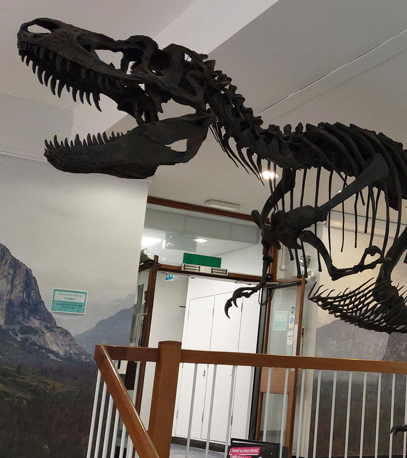 Skeleton of a Gorgosaurus, a smaller relative of the T-Rex