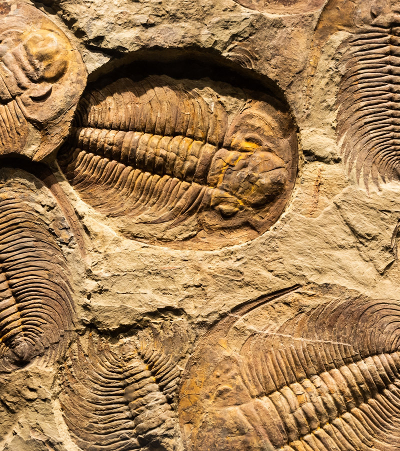 Fossils